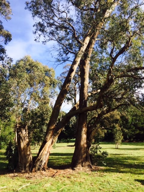 Hugging Tree