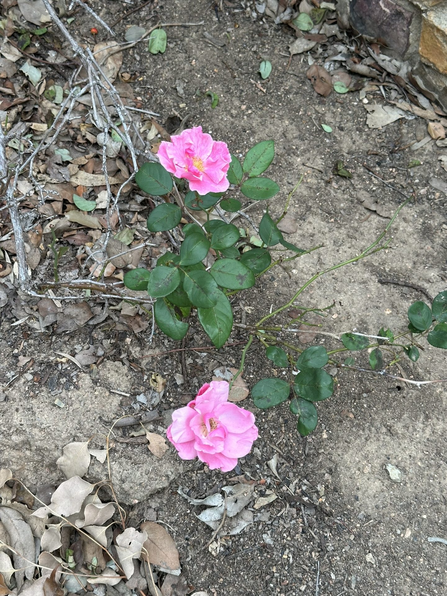Close up of two pink roses. 