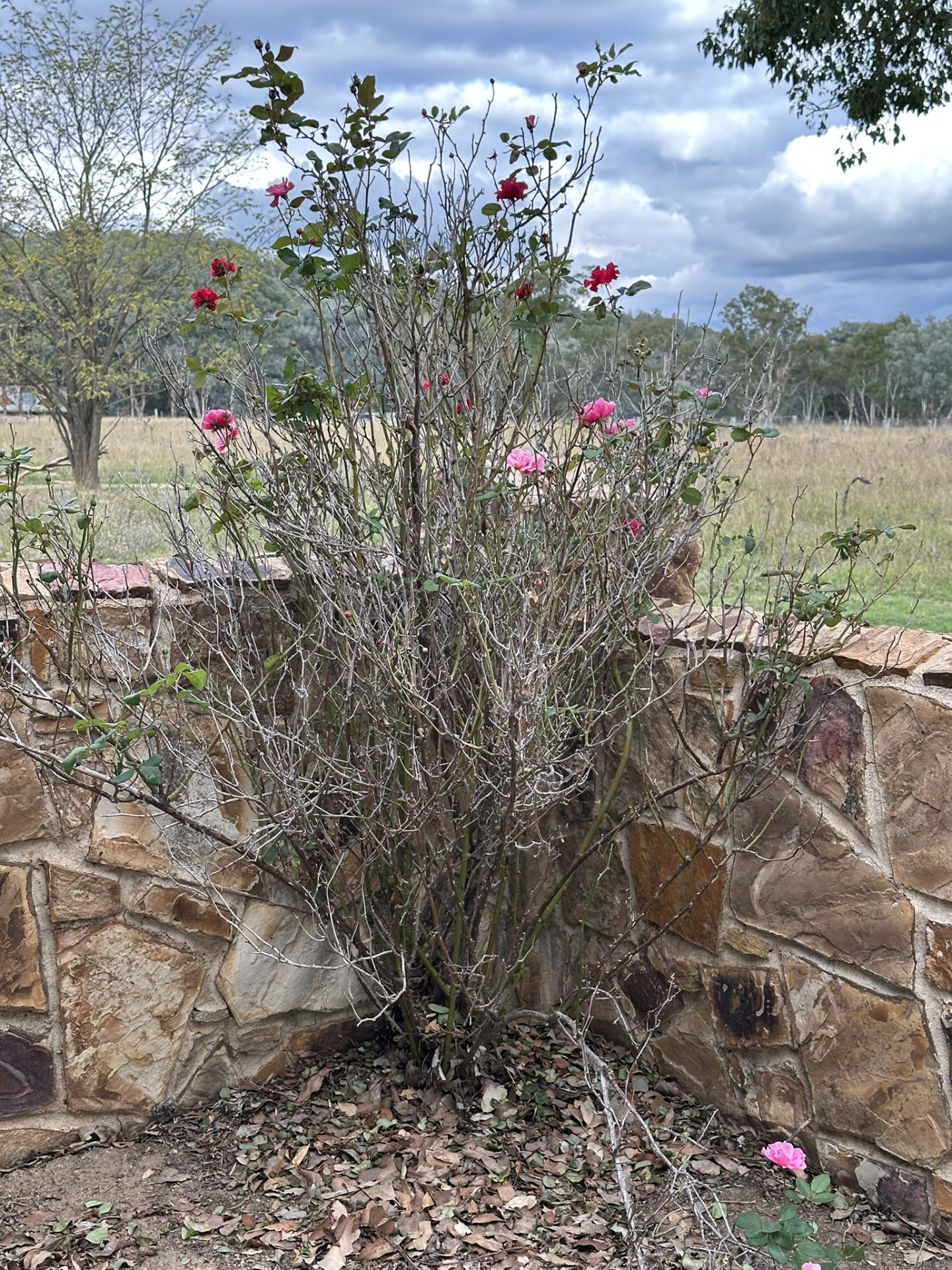 A scruffy rose bush growing through a crack in the paving, in the corner of a low stone wall. 